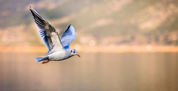 27. Narsizm bir hayat/yaşam/ruhsal/duygu durumu hali/kişisel algılama fonksiyon bozukluklarıdır