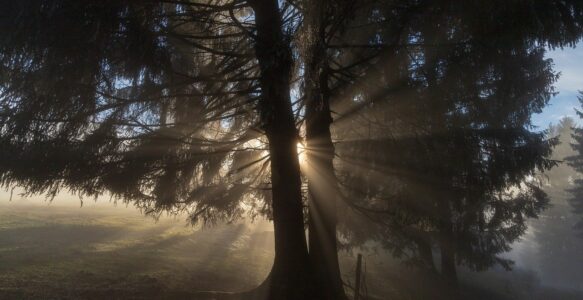 19. Yalan konuşma ve yalanı normal sayma ve dolayısıyla gerçekle illüzyon arasını artık ayırt edememe yapısı