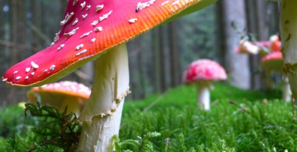 5. Kendine karşı derin bir güvensizlik