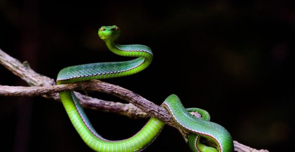 Benim gözümle Reptilyanlar